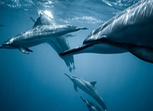 安全体育平台-LPL第一赛段常规赛W3D1每日TOP5：Xiaoxu狼影横跃，完美收割